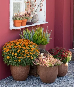 Herbst-Chrysantheme