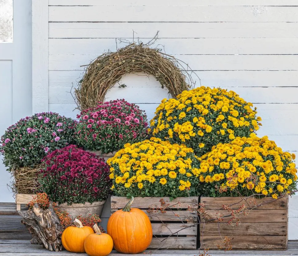 Herbst-Chrysantheme