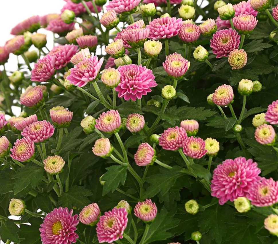 Herbst-Chrysantheme