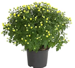 Herbst-Chrysantheme