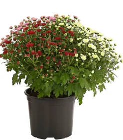Herbst Chrysanthemen-Trio