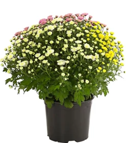 Herbst Chrysanthemen-Trio