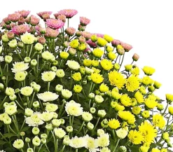 Herbst Chrysanthemen-Trio