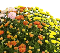 Herbst Chrysanthemen-Trio