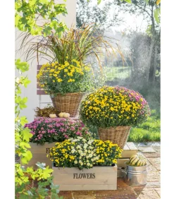 Herbst Chrysanthemen-Trio