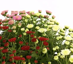Herbst Chrysanthemen-Trio