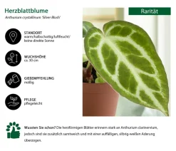 Herzblattblume - Anthurium crystallinum 'Silver Blush'