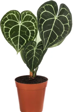 Herzblattblume - Anthurium clarinervium