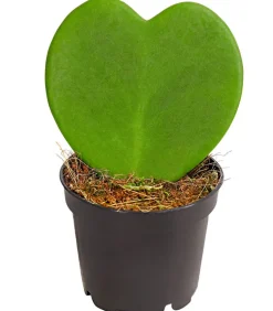 Herzblatt-Pflanze - Hoya kerrii