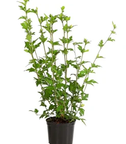 Hibiskus 'China Chiffon®' - Garten-Eibisch