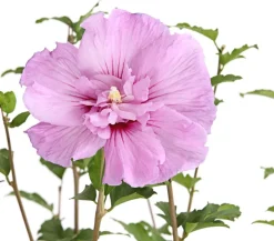 Hibiskus 'Lavender Chiffon®' - Garten-Eibisch