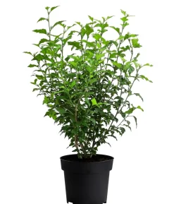 Hibiskus 'Maike' - Garten-Eibisch
