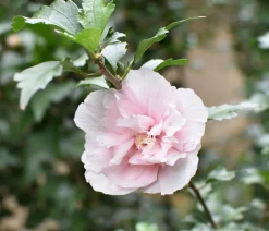 Hibiskus 'Pink Chiffon®' - Garten-Eibisch