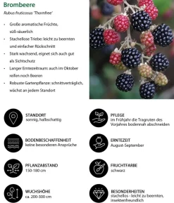 Himbeer-Brombeer-Set Gesund & Lecker, 3-teilig