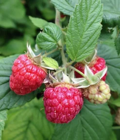 Himbeere 'Erntesegen'