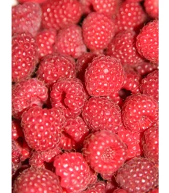 Himbeere 'Sugana® TwoTimer®', rot