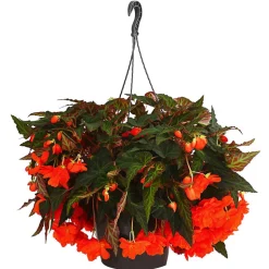 Hängebegonie 'Belina®', Ampel