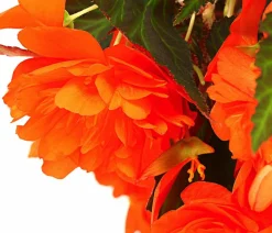 Hängebegonie 'Belina®', Ampel