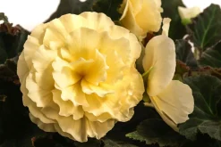Hängebegonie 'Champagner'