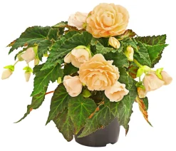 Hängebegonie 'Champagner'
