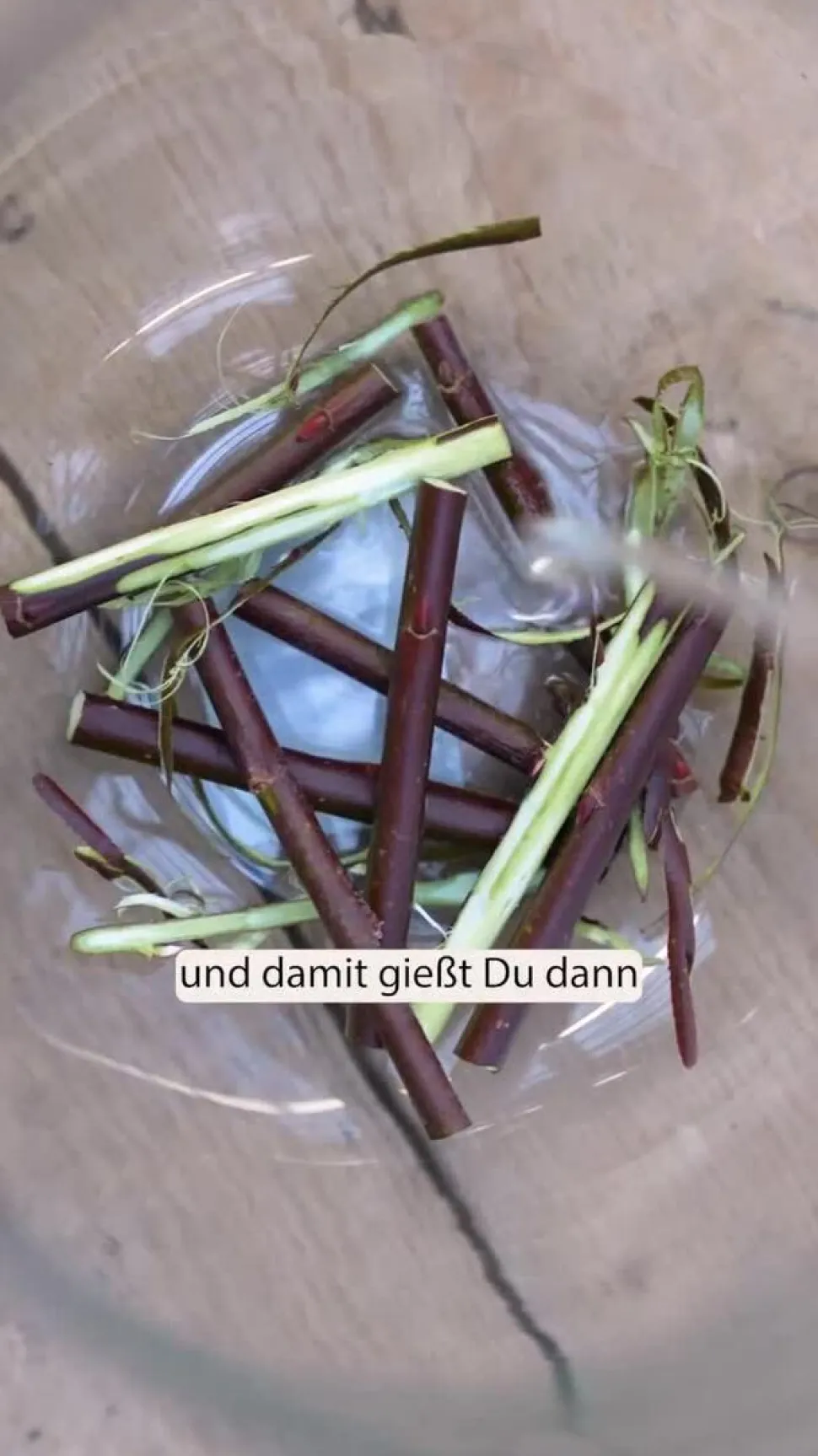Hänge-Kätzchenweide 'Kilmarnock'