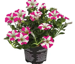 Hängepetunie 'Pink Heart®'