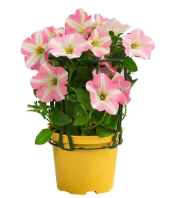 Hängepetunie 'Princess'