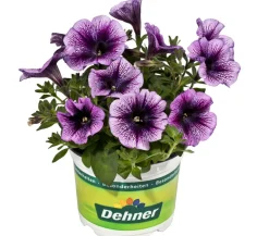 Hängepetunie, Besonderheit, verschiedene Farben