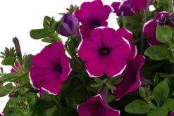 Hängepetunie 'Burgundy Picotee', Ampel