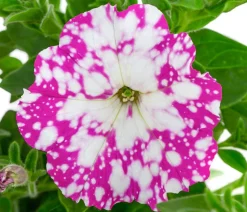 Hängepetunie 'Pink Sky'