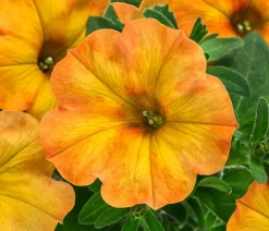 Hängepetunie 'Sunset Orange'