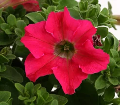 Hängepetunie 'Surfinia', verschiedene Farben