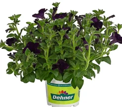 Hängepetunie 'Surfinia', verschiedene Farben