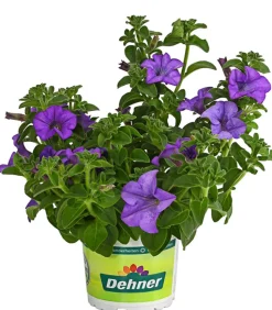 Hängepetunie 'Surfinia', verschiedene Farben