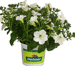 Hängepetunie 'Surfinia', verschiedene Farben