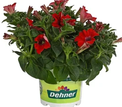 Hängepetunie 'Surfinia', verschiedene Farben