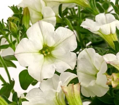 Hängepetunie 'Surfinia', verschiedene Farben