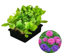 Hohe Sommeraster, verschiedene Farben, 6er Schale