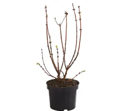 Honigbeere 'Polina'