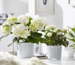 Hortensie - Hydrangea macrophylla