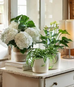Hortensie - Hydrangea macrophylla