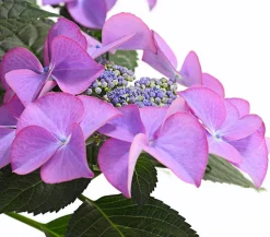Hortensie - Hydrangea macrophylla 'Tiffany'