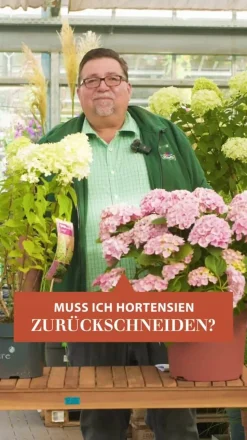 Hortensie 'Magical', verschiedene Farben