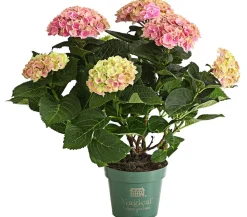 Hortensie 'Magical', verschiedene Farben