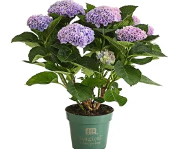 Hortensie 'Magical', verschiedene Farben