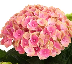 Hortensie 'Magical', verschiedene Farben
