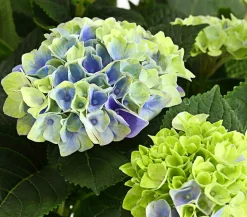 Hortensie 'Magical', verschiedene Farben