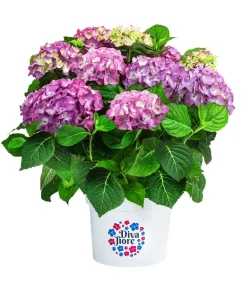 Hortensie 'Diva fiore®'