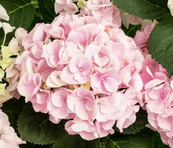 Hortensie - Hydrangea macrophylla 'Sonnenstein'