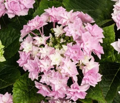 Hortensie - Hydrangea macrophylla 'Floria'